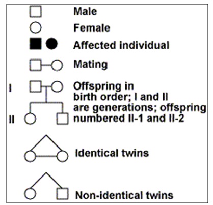 How Are Monozygotic Twins Represented On A Pedigree Chart