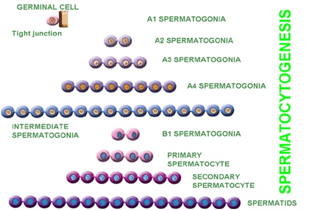 Spermatocytogenesis