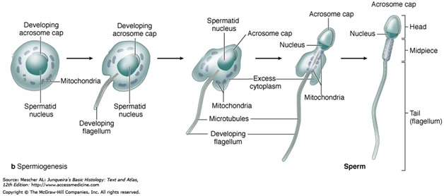 Spermiogenesis